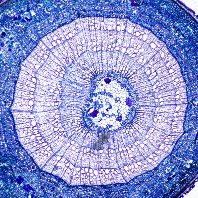 Brightfield observation of tilia three-year stem with B-159 and 20x objective. Brightfield observation of tilia three-year stem with B-159 and 20x objective.